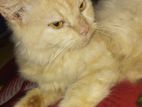 Persian Female Cat