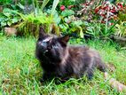 Persian Cat