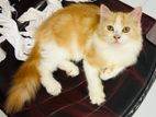 Persian Cat