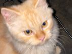 Persian Cat