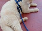Persian cat for sale