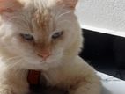 Persian Cat