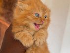 Persian cat for sale