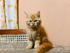 Persian Cat