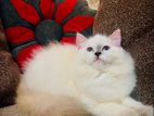 Persian Cat