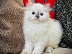 Persian Cat