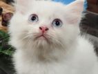 Persian Kitten