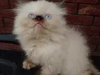 Persian cat