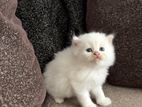 Persian Cat