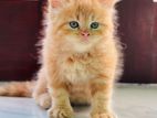 Persian Cat