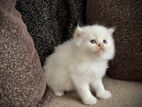 Persian Cat