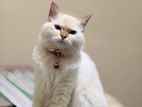 Persian Cat