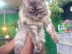 Persian Cat