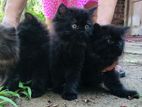 Persian Kittens