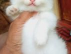 Persian Cat