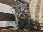 Persian Kitten