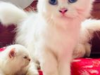 Persian Cat For Sale