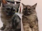 Persian cat