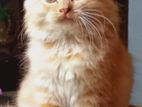 Persian cat