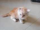 Persian Kittens