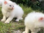 Persian Kittens