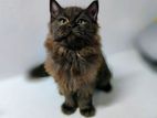 Persian Kitten