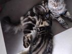 Persian Cat