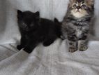 Persian Cat