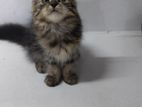 Persian Cat
