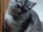 Persian Cat