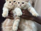 Persian Cat