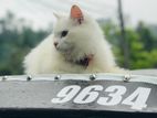 Persian Cat