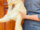 Persian Cat