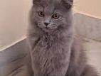 Persian Cat