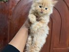 Persian Cat