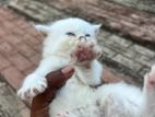 Persian Cat