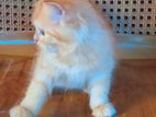 Persian Cat