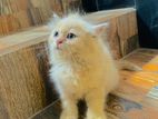 persian cat