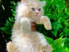 Persian Cat