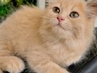 Persian Female Kitten