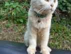Persian Cat