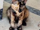 Persian cat