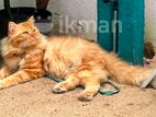 Persian Cat