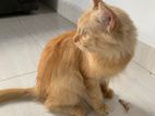 Persian cat