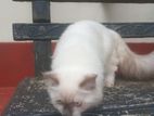 Persian Cat