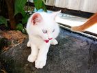 Persian Cat