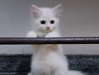 Persian Kitten