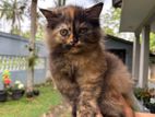 Persian cat