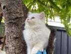 Persian Cat