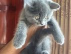 Persian Cat